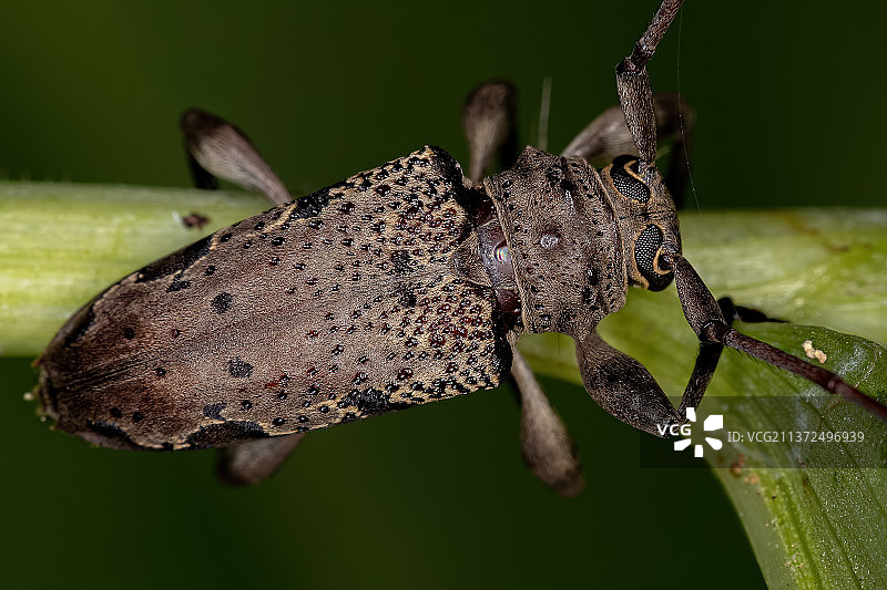 成年扁面长角甲虫，树叶上的昆虫特写图片素材