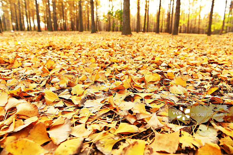 江苏徐州邳州市万亩银杏林落叶满地如铺金图片素材