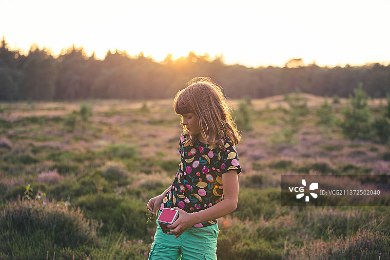日落时分，在荷兰满是石南花的草地上玩耍的小女孩图片素材