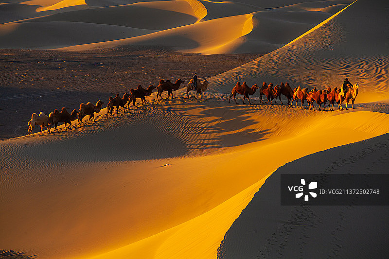 巴丹吉林沙漠驼影图片素材