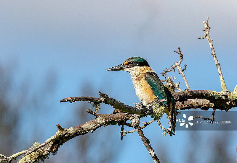 新西兰本地翠鸟图片素材