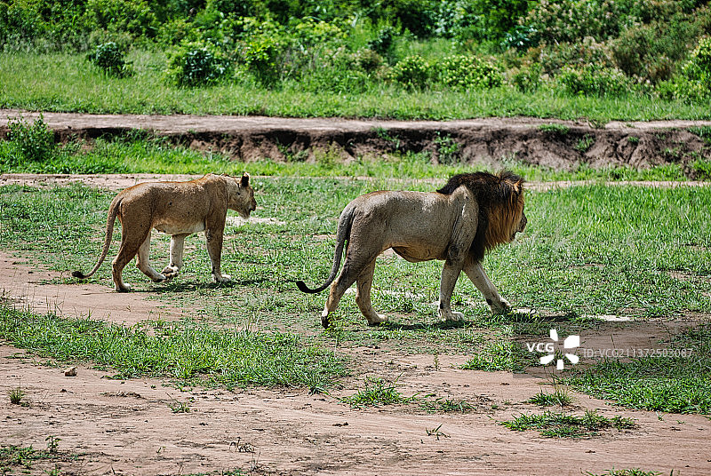 两只狮子走过坦桑尼亚米库米国家公园的田野图片素材