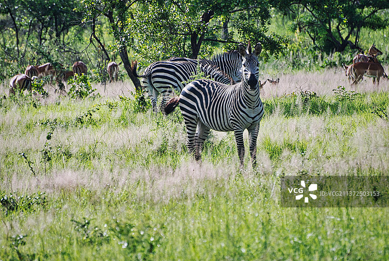 横穿树木和田野的斑马，坦桑尼亚米库米国家公园图片素材