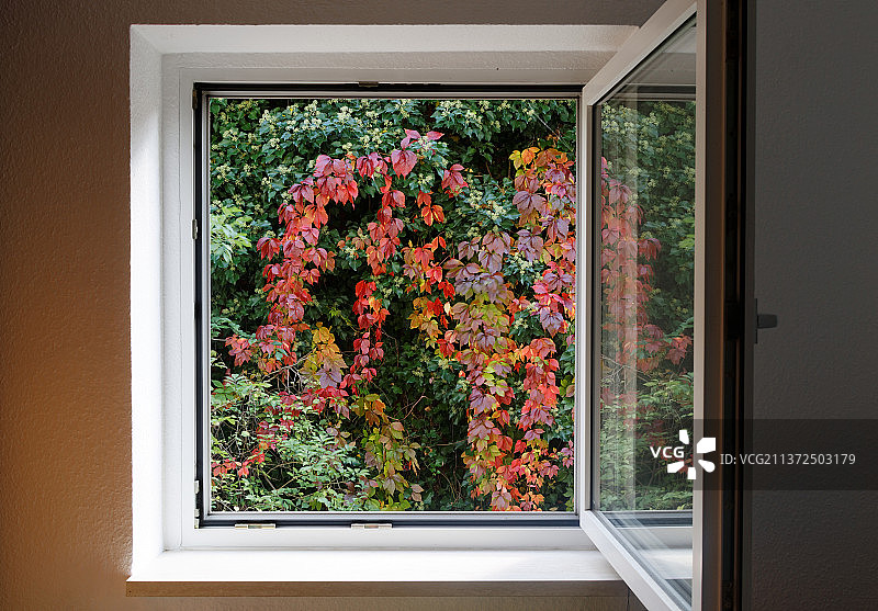 德国窗边的植物花卉图片素材