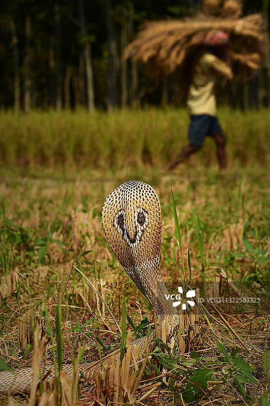 蛇露出后脑勺，背景中有人走过，西孟加拉邦，印度图片素材