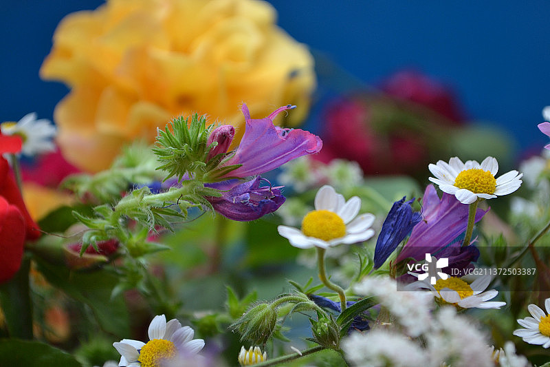 土耳其紫色植物特写图片素材