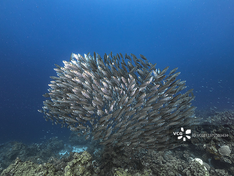 热带咸水雀鲷在海中游泳的景观图片素材