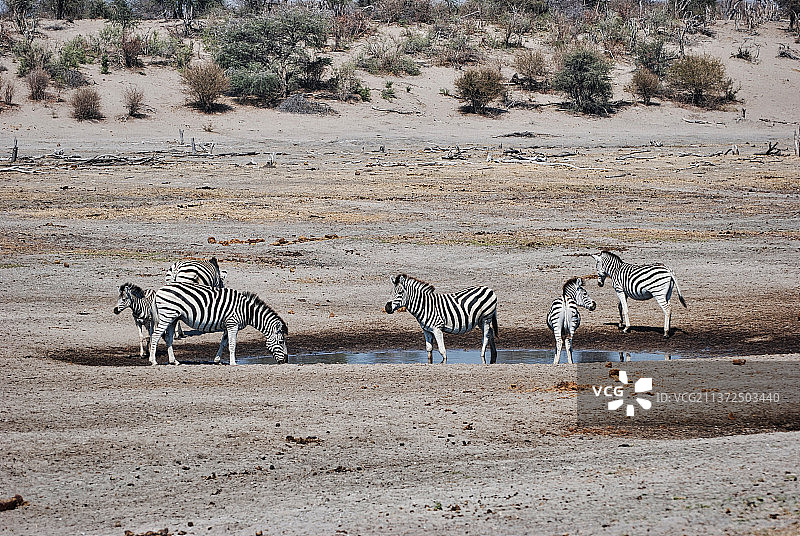 水坑边的一群斑马图片素材