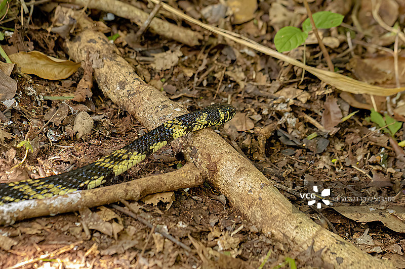 黑色和黄色相间的鸡蛇，高角度拍摄的田野蝰蛇图片素材