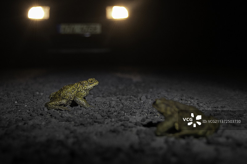 蟾蜍特写，捷克利贝雷茨图片素材