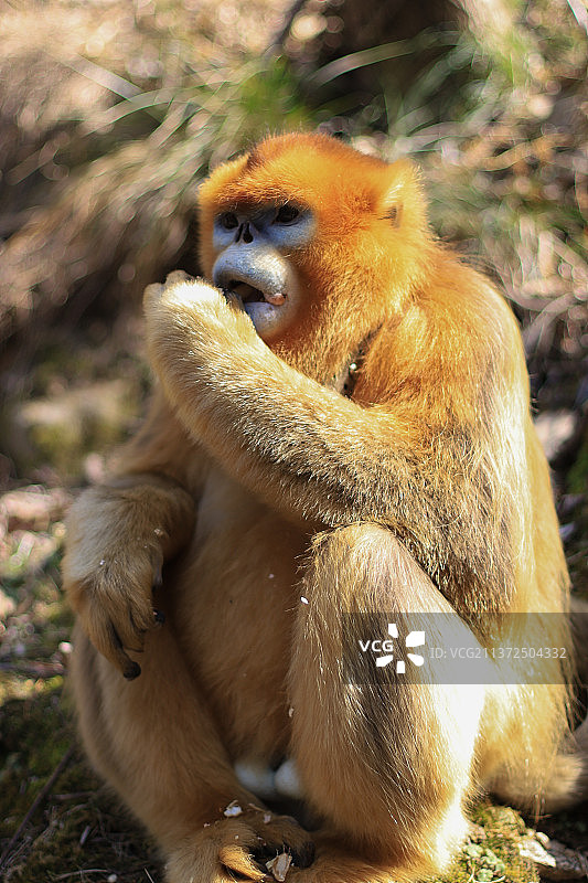 川金丝猴秦岭亚种图片素材