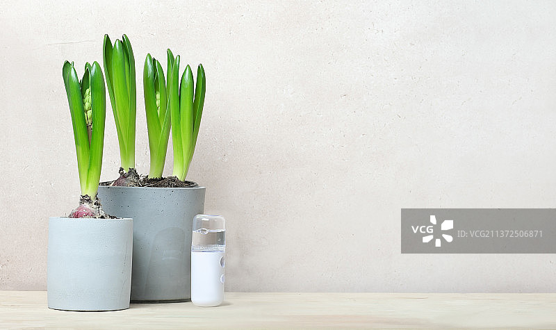 木桌上的风信子球茎生长便携式空气加湿器图片素材