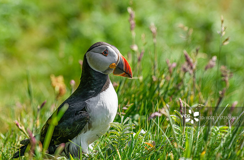 大西洋海鹦特写，栖息在英国伦加岛的草地上图片素材