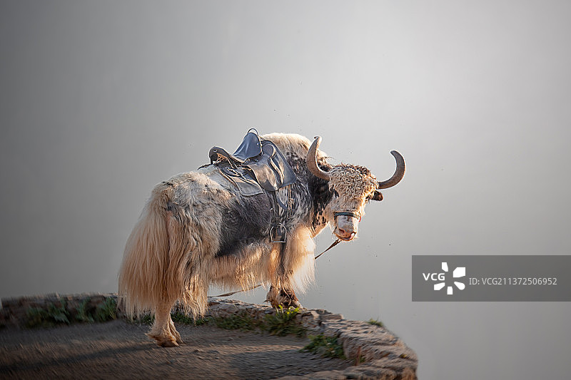 公牛站在天空背景下的道路上的侧视图，俄罗斯图片素材
