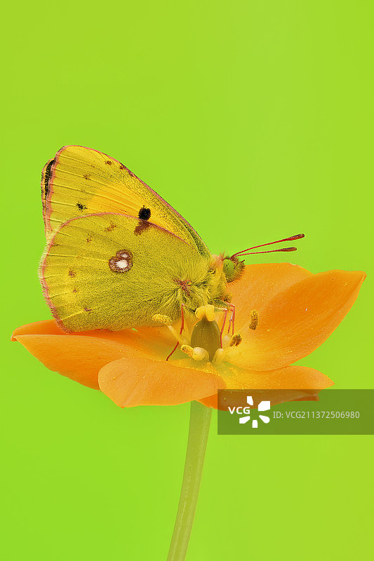 蝴蝶在黄花上授粉的特写图片素材