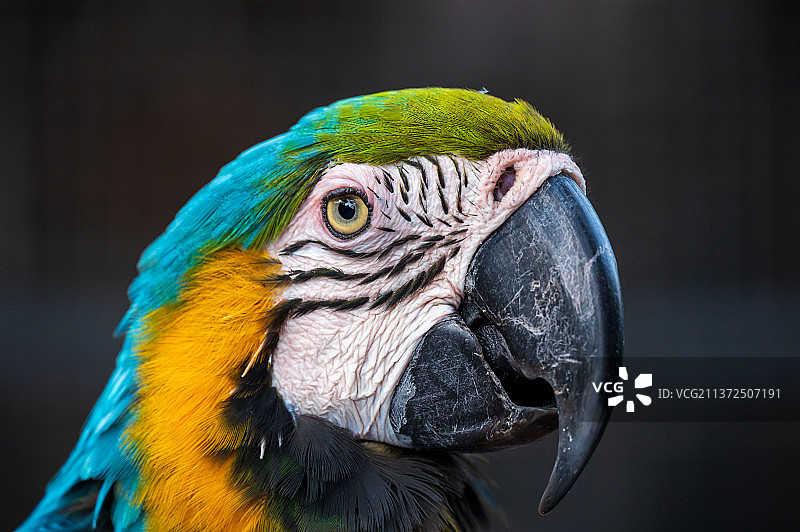 金刚鹦鹉肖像，金色和蓝色金刚鹦鹉的特写，巴林图片素材