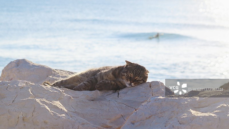 海滩上的猫，人人都爱图片素材