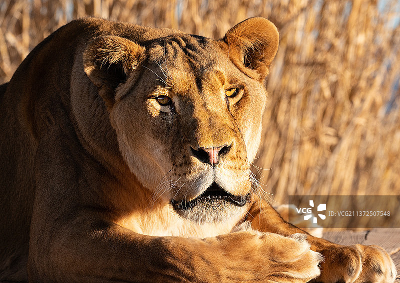 雄狮肖像，美国亚利桑那州坎普维德图片素材