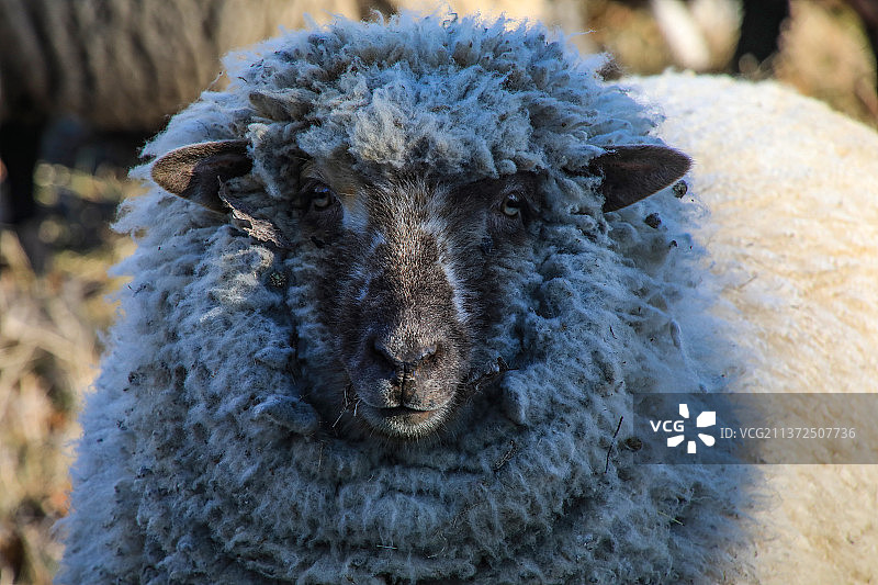 绵羊特写肖像图片素材