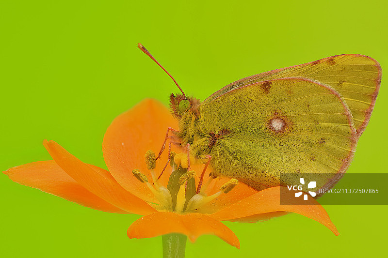 黄粉蝶在黄色花朵上授粉特写图片素材