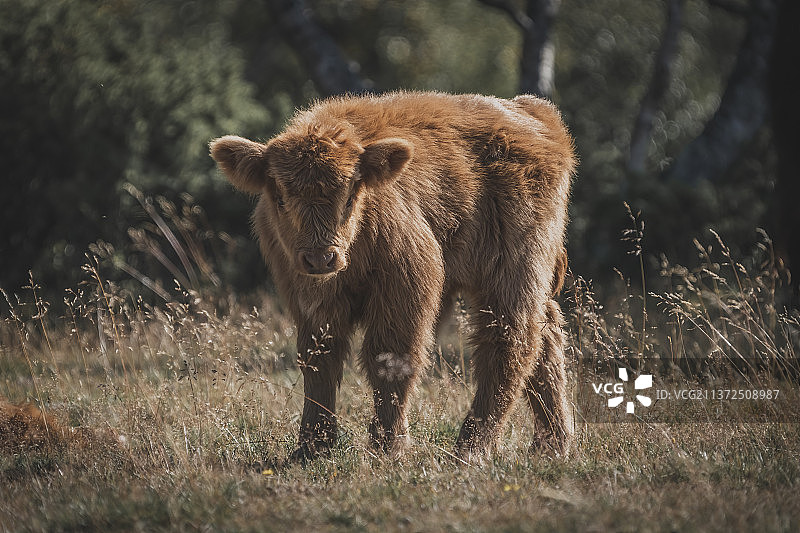 在挪威田野里行走的长毛小牛图片素材