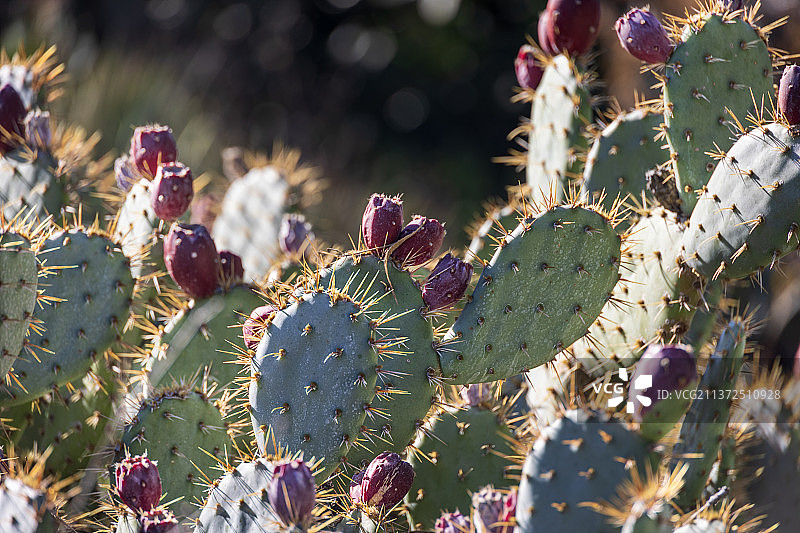 仙人掌特写，美国图片素材