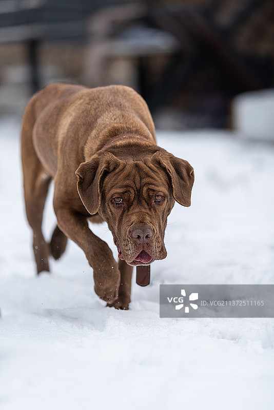 卡斯罗犬头部皮肤的褶皱图片素材