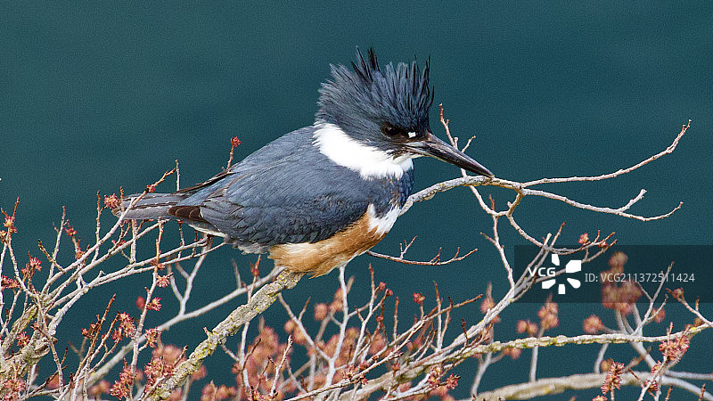 冠鱼狗特写，栖息在树枝上，加拿大不列颠哥伦比亚省维多利亚图片素材