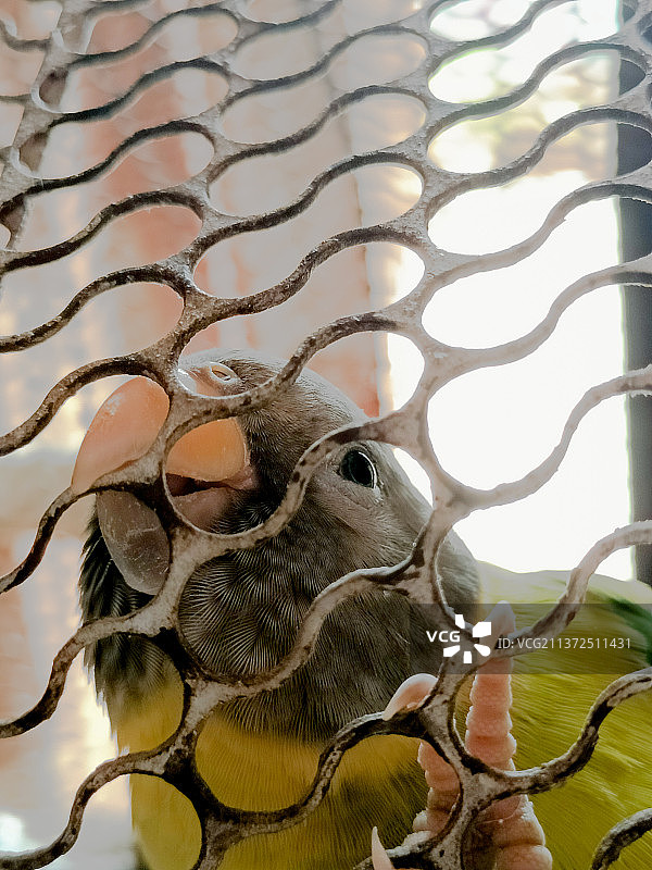 鹦鹉从笼子里看着镜头图片素材