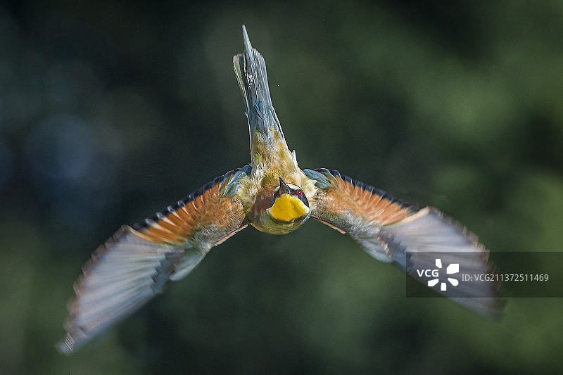 欧洲蜂虎的飞行特写图片素材