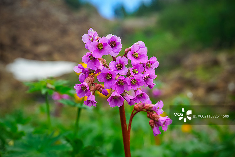 俄罗斯萨彦岭美丽的山花图片素材