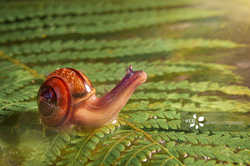 雨中，蜗牛在蕨类植物上爬行，仰望阳光图片素材