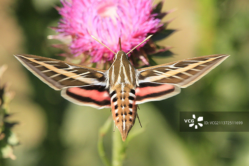 天蛾在蓟花上盘旋图片素材