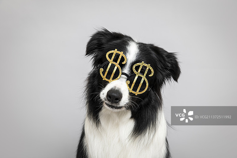戴眼镜的黑白色边境牧羊犬半身特写图片素材