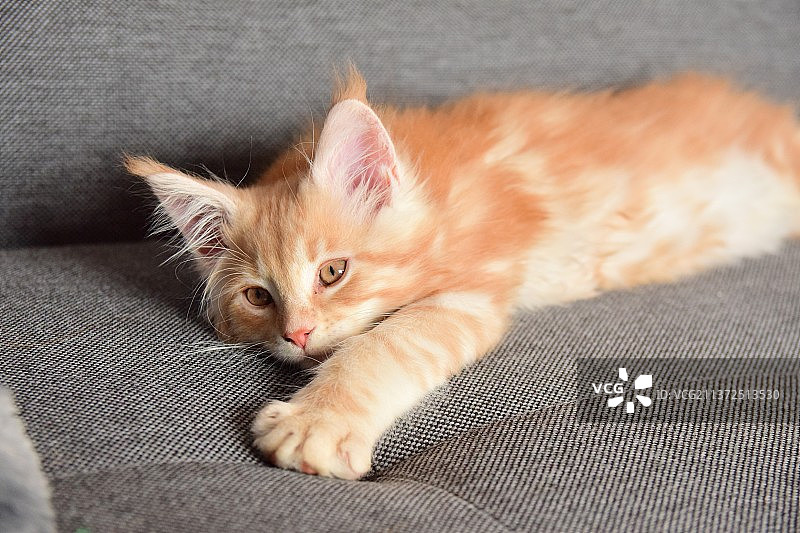 缅因猫小猫在沙发上放松的特写肖像图片素材