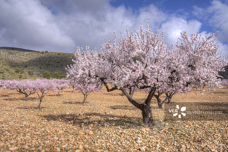 西班牙穆尔西亚卡拉瓦卡-德拉-克鲁斯，在田野上欣赏美丽的樱花树图片素材
