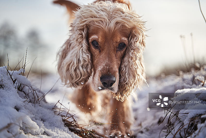 火箭犬肖像，波兰雪地上的可卡犬肖像图片素材