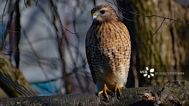 红肩鹰 - 斯莫基山，猫头鹰栖息在树枝上的特写，美国北卡罗来纳州图片素材