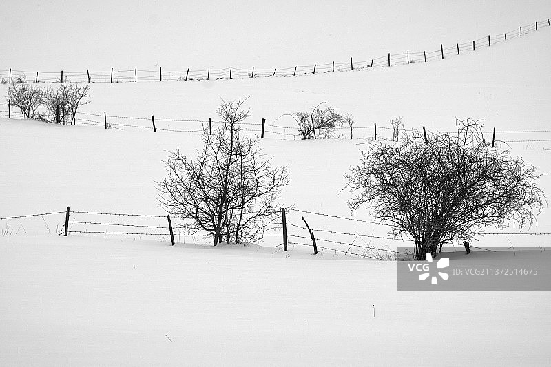 意大利蒙泰拉戈、塞夫罗、马切拉塔雪原树木图片素材