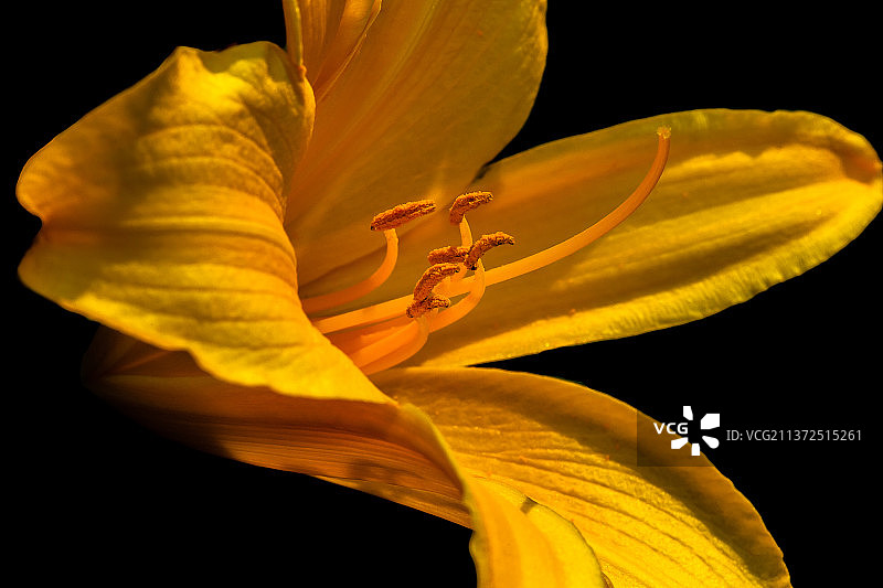 户外盛开的黄色百合特写，沐浴在阳光下图片素材