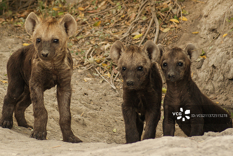 好奇的鬣狗幼崽在巢穴中的肖像图片素材