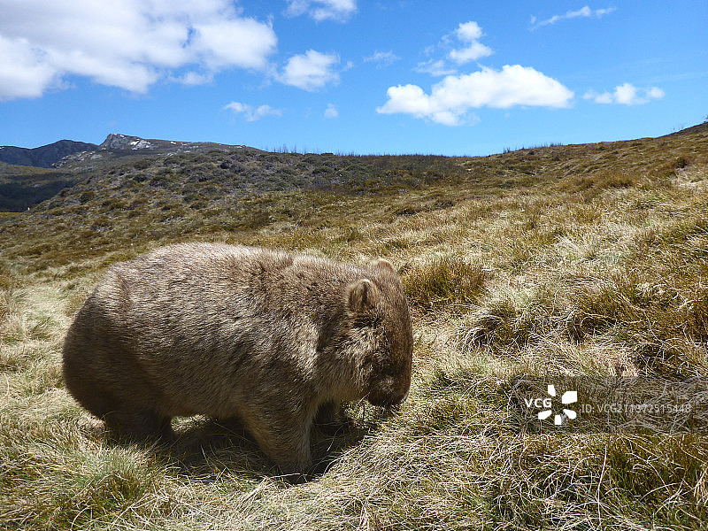 羊群在田野上吃草的俯视图图片素材
