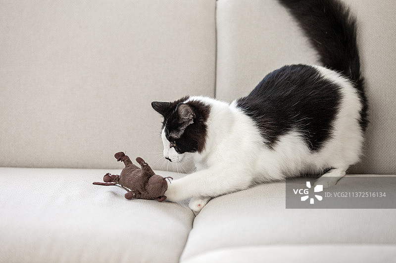在沙发上玩耍玩具的猫图片素材