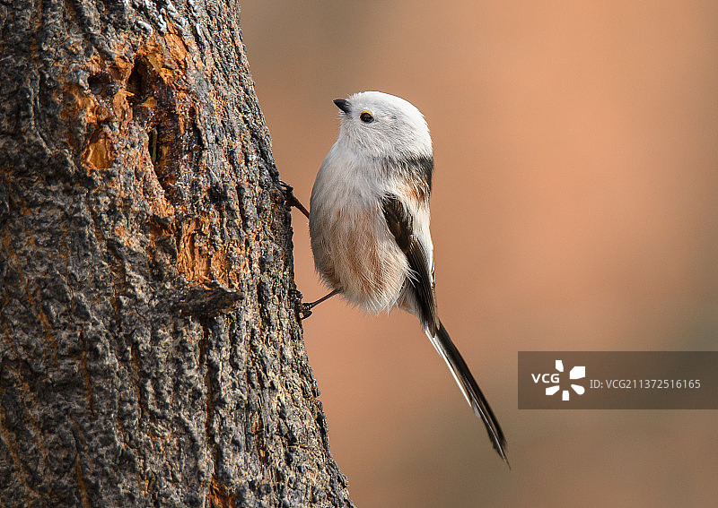 鸣雀栖息在树干上特写图片素材