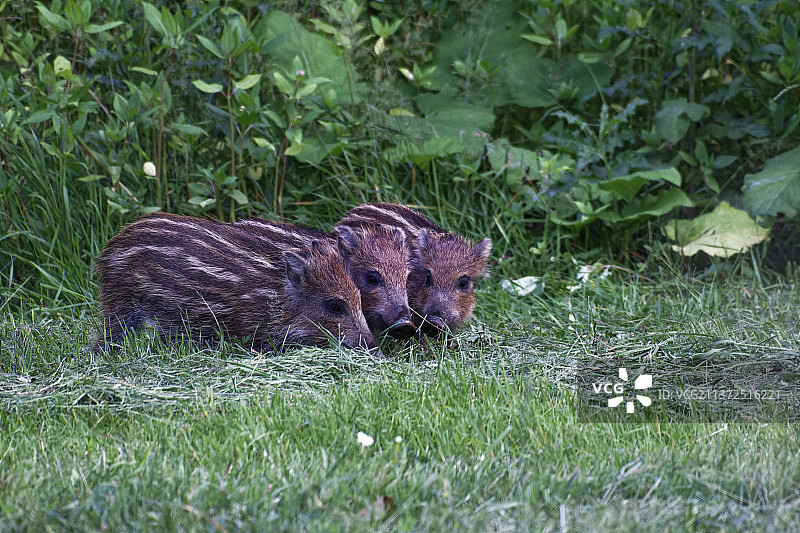 森林中的野猪，草地上花栗鼠特写，瑞典图片素材