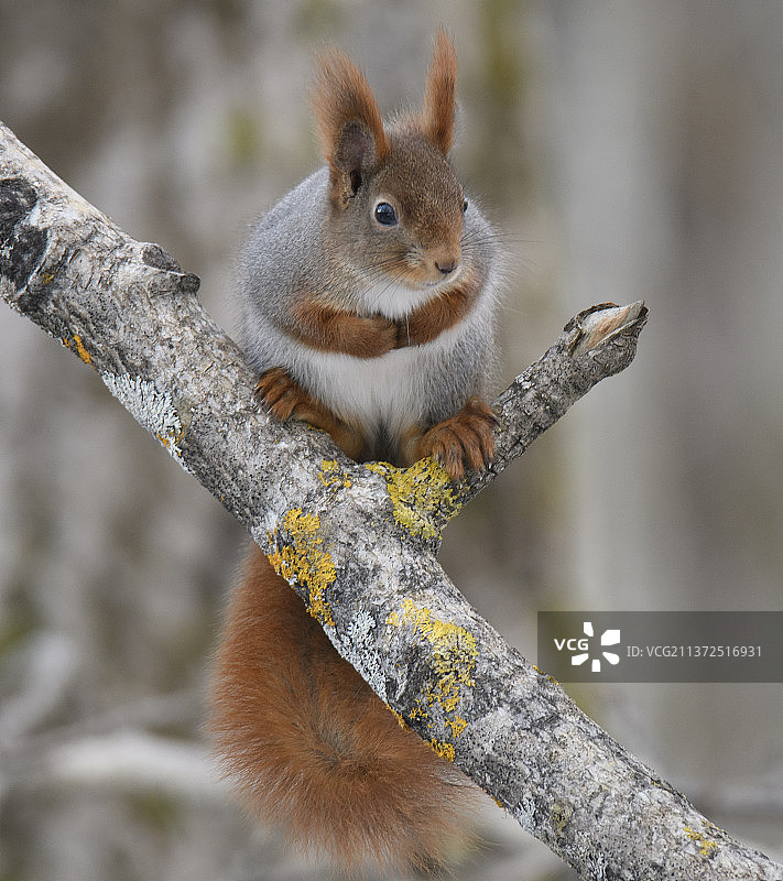 树上的美洲红松鼠特写图片素材