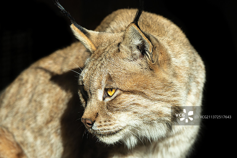 猞猁特写图片素材