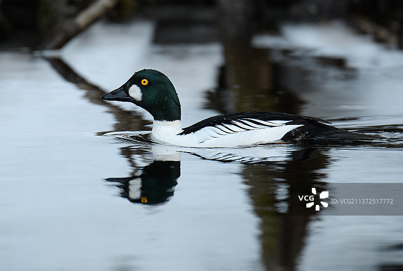 湖中游泳的海鸭特写图片素材