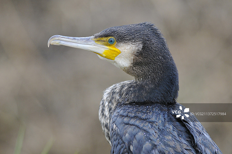 鸬鹚特写图片素材