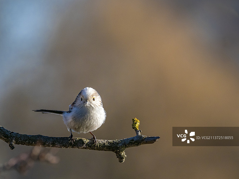奥地利维也纳的鸣鹟特写图片素材